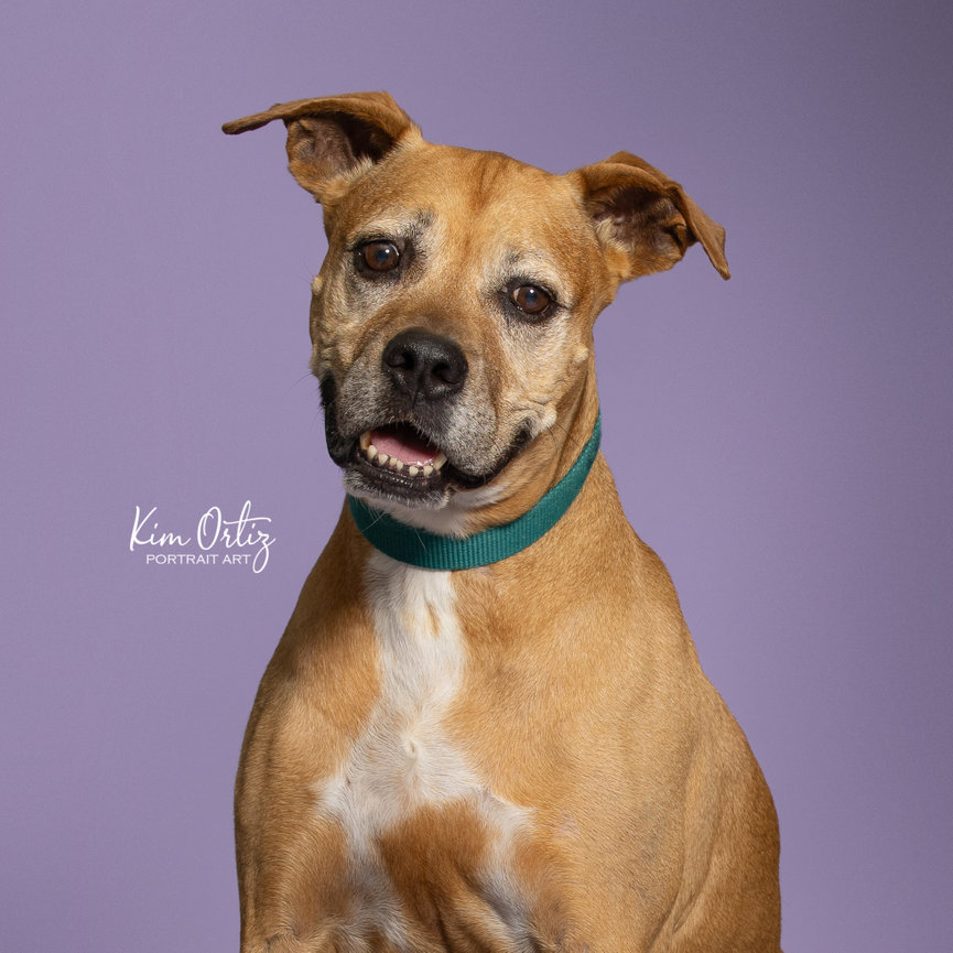 MaxStrength Steiner Ranch, Sponsors 5 Long Stay Shelter Dogs Professional Photos
