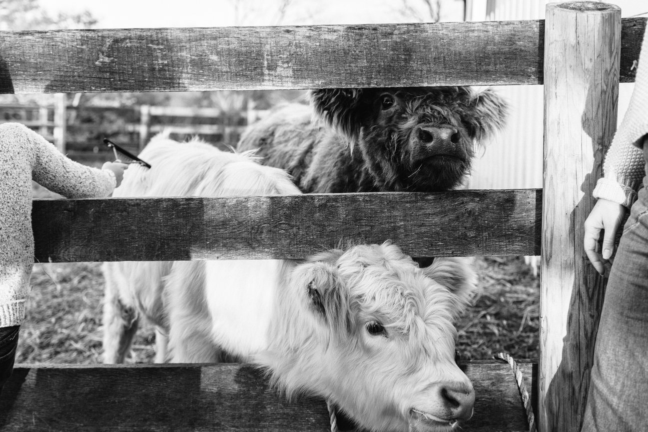 Why I Keep Coming Back to Scarlet Springs Farm in Loudoun County