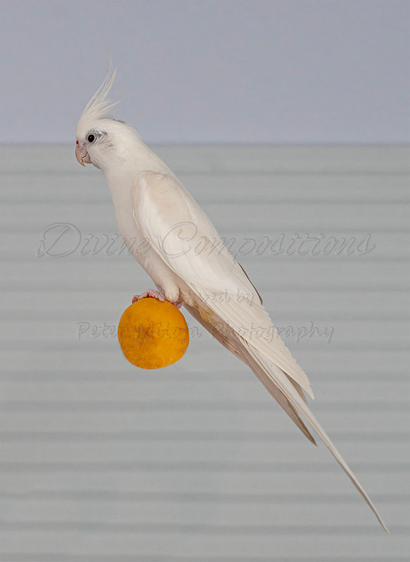 Kaiyah Takota The Final Chapter - A Novel Husky: Chapter 48