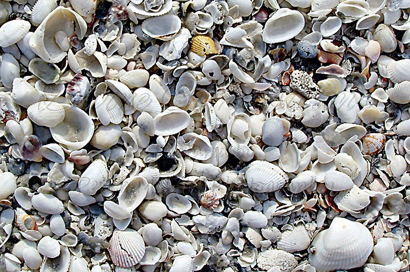 Kaiyah Takota The Final Chapter - A Novel Husky: Chapter 48