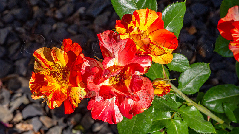 Kaiyah Takota The Final Chapter - A Novel Husky: Chapter 48