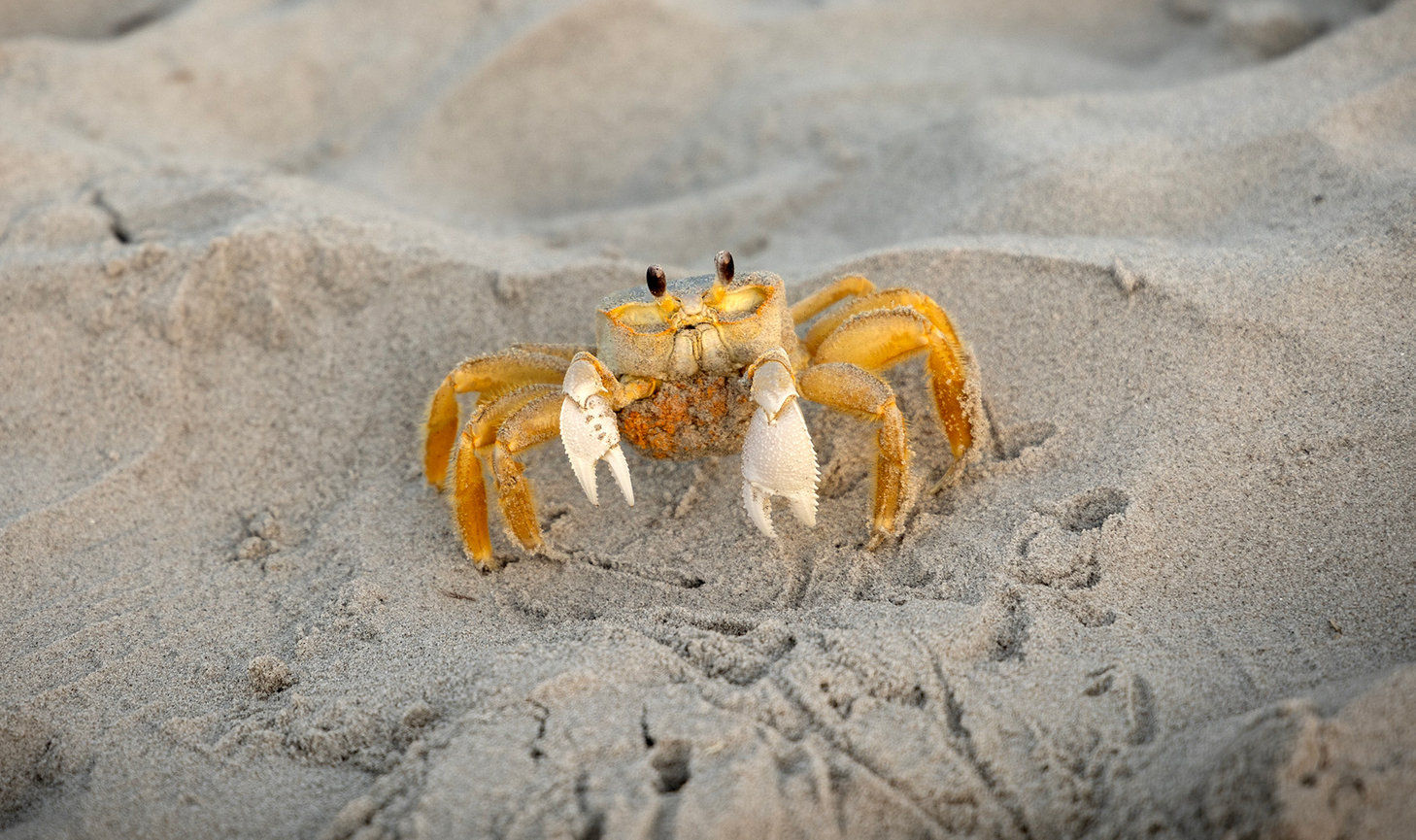 Ocean City 2026: Events, Beaches, and Summer Fun