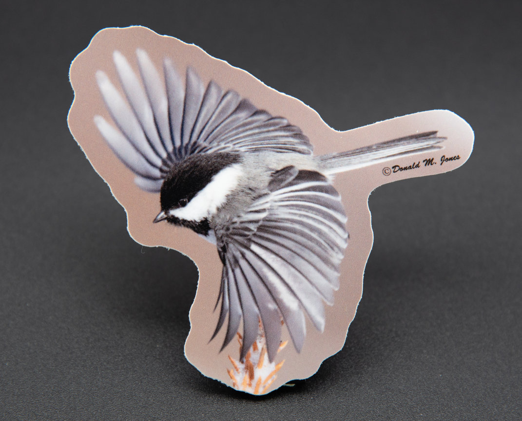 Black capped Chickadee S4 423