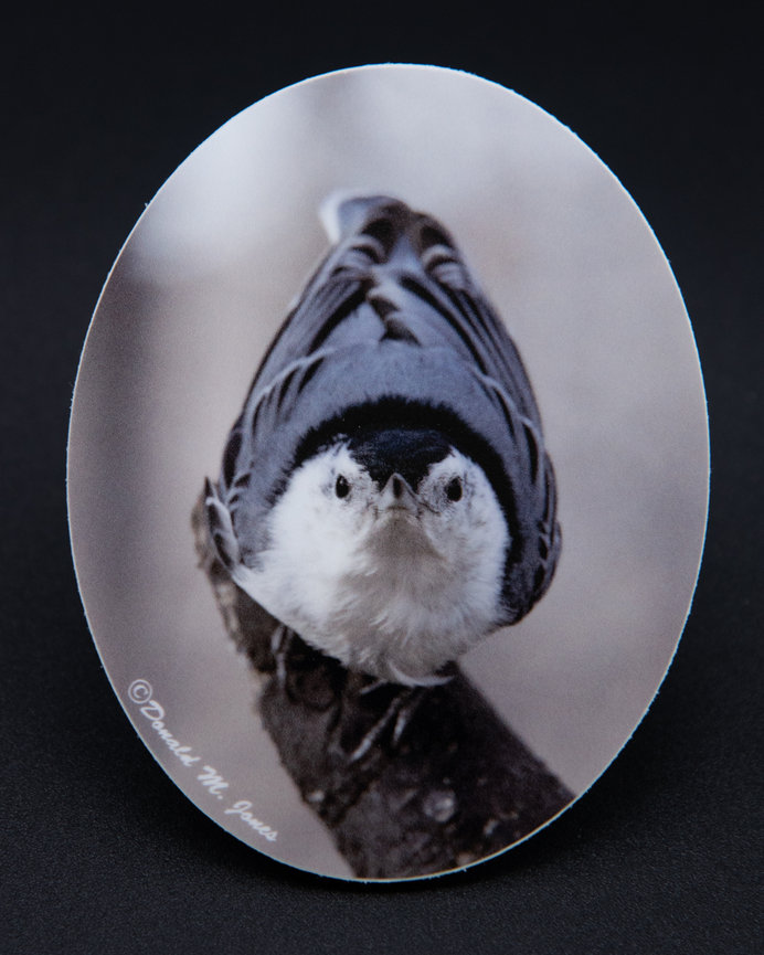 White tailed Nuthatch S4 469