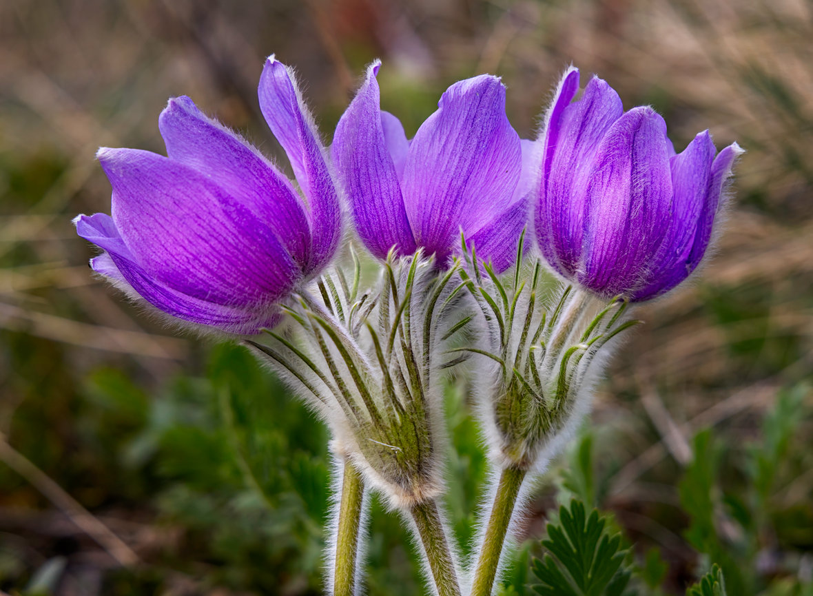Pasque Flowers CH 4176
