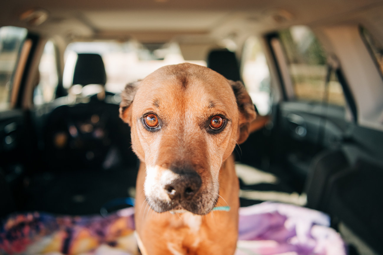 Auzzie's Photo Session in Pownal