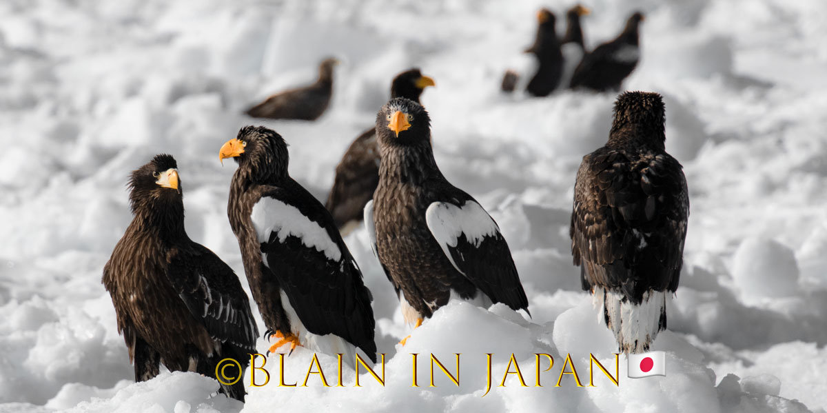 Hokkaido Minimalist Wildlife Photo Adventure: A Photographer’s Dream