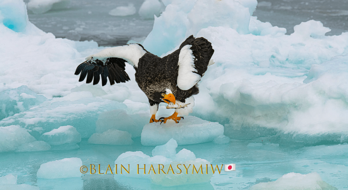 Hokkaido Birding Photo Workshops Perfect Birding Photo Japan