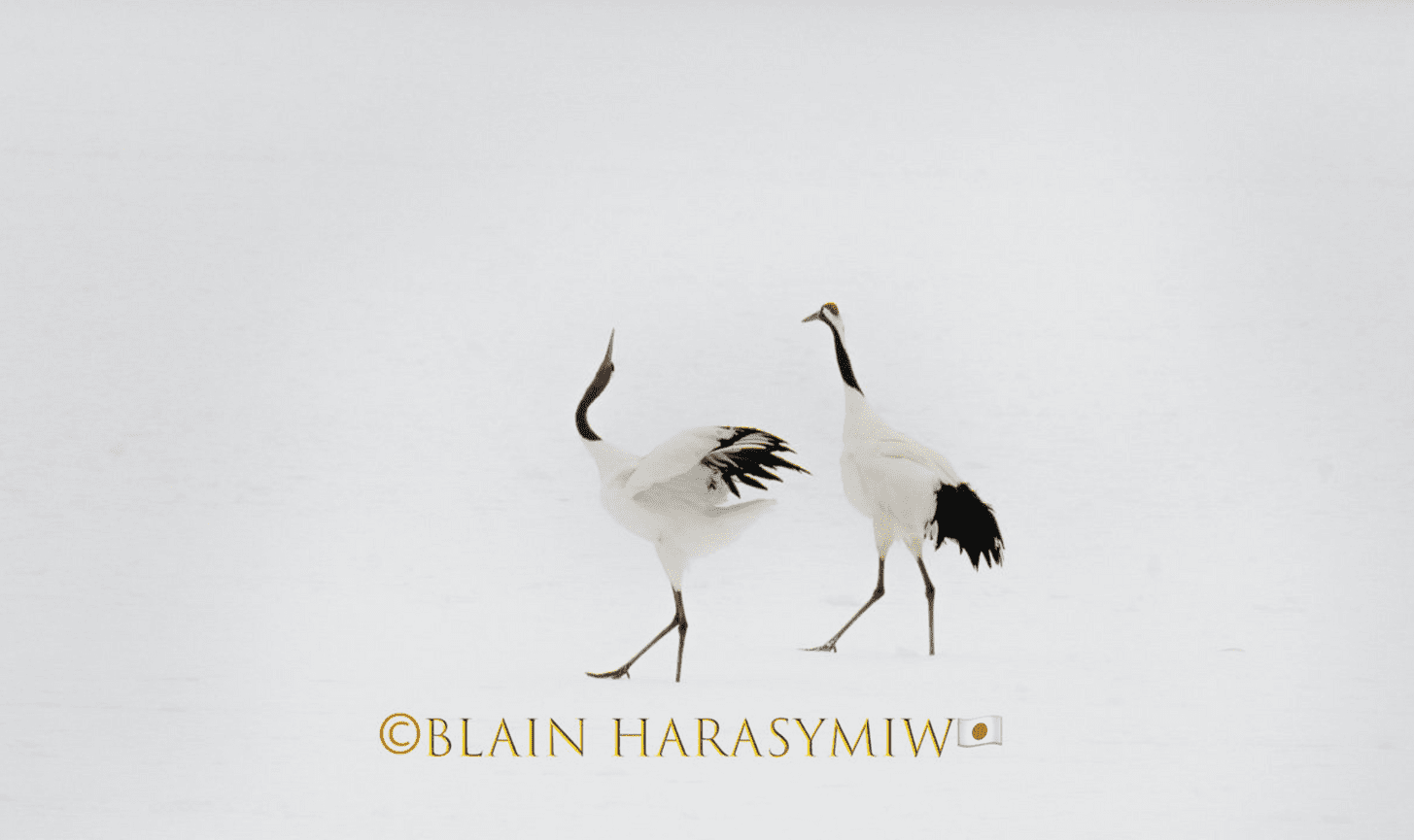 Discover Matsumoto Castle on a Hokkaido Photo Tour with JDS!