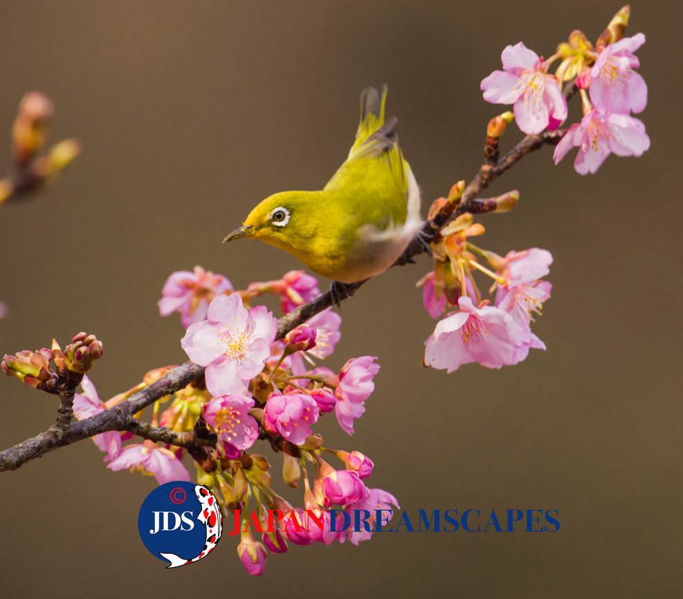 Capture Japan’s Stunning Cherry Blossoms: A Dream Photography Tour