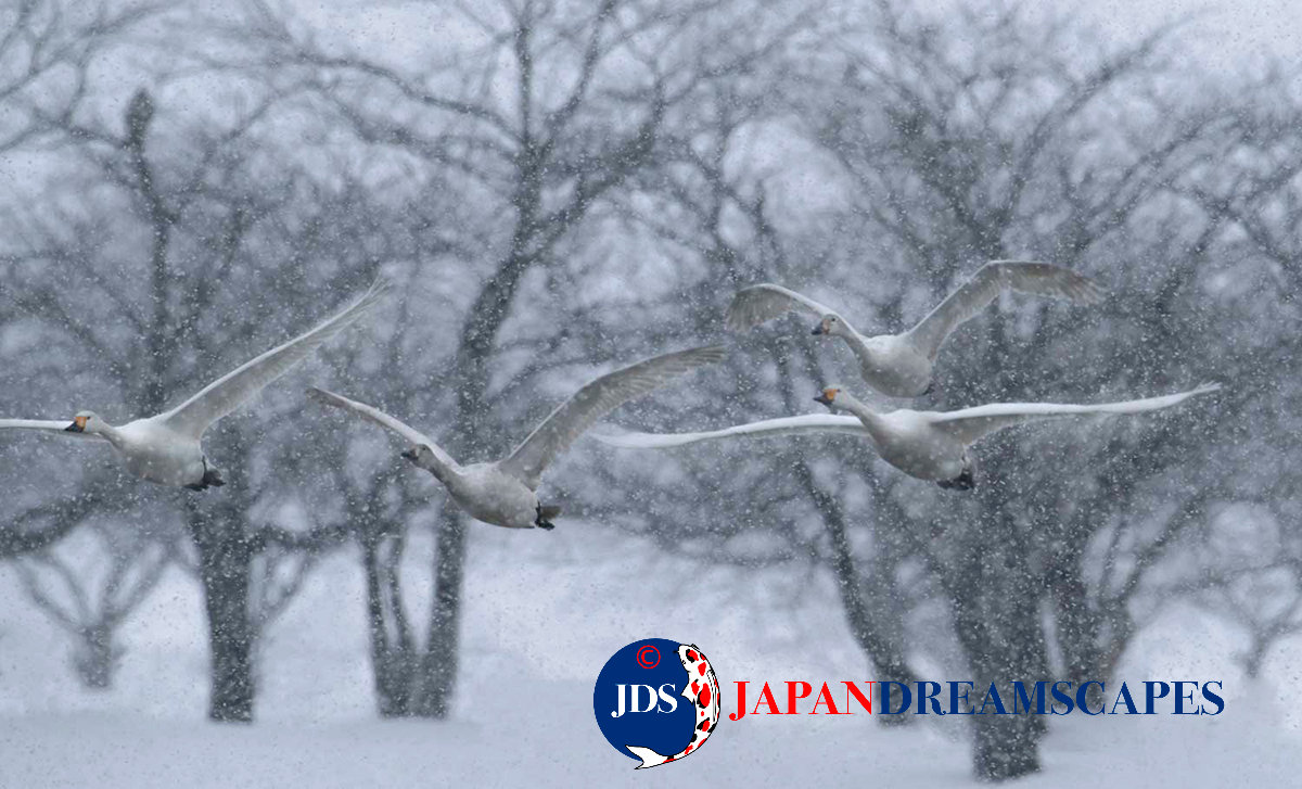 Capture Japan’s Stunning Cherry Blossoms: A Dream Photography Tour