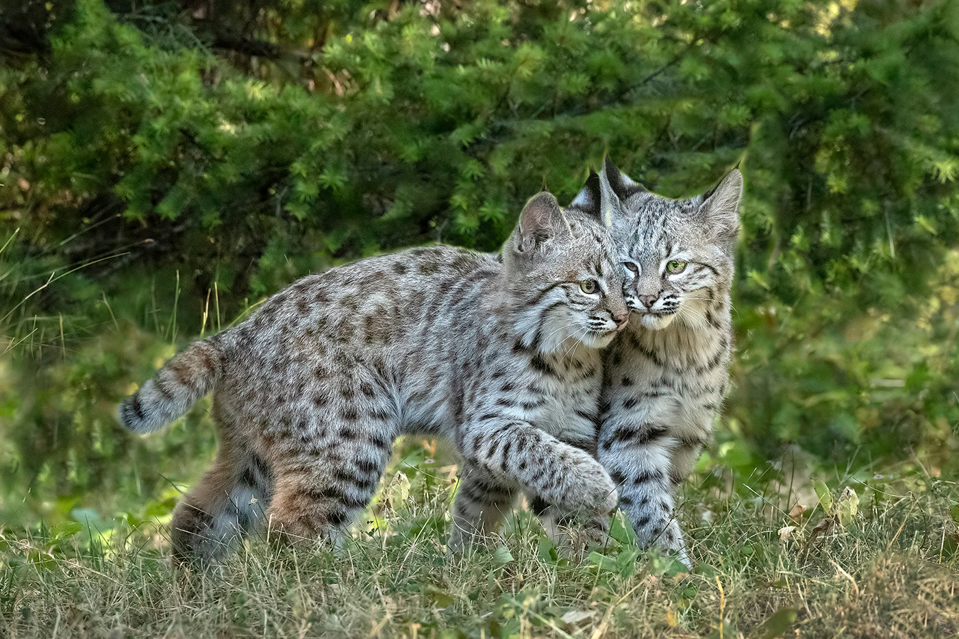 Bobcat kittens - Jim Zuckerman photography & photo tours