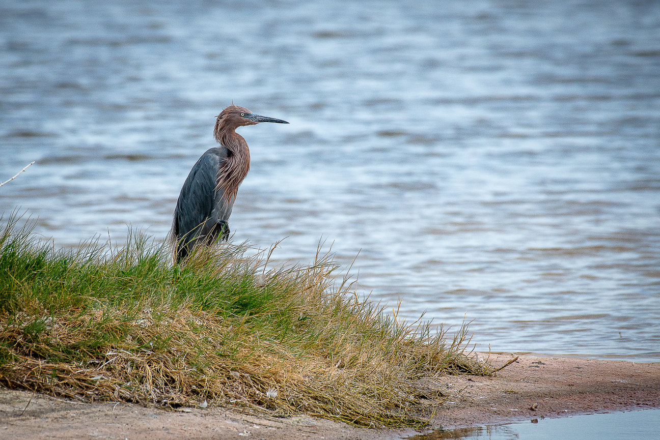 Reddish egret sitting in the tall grass next to a pond.