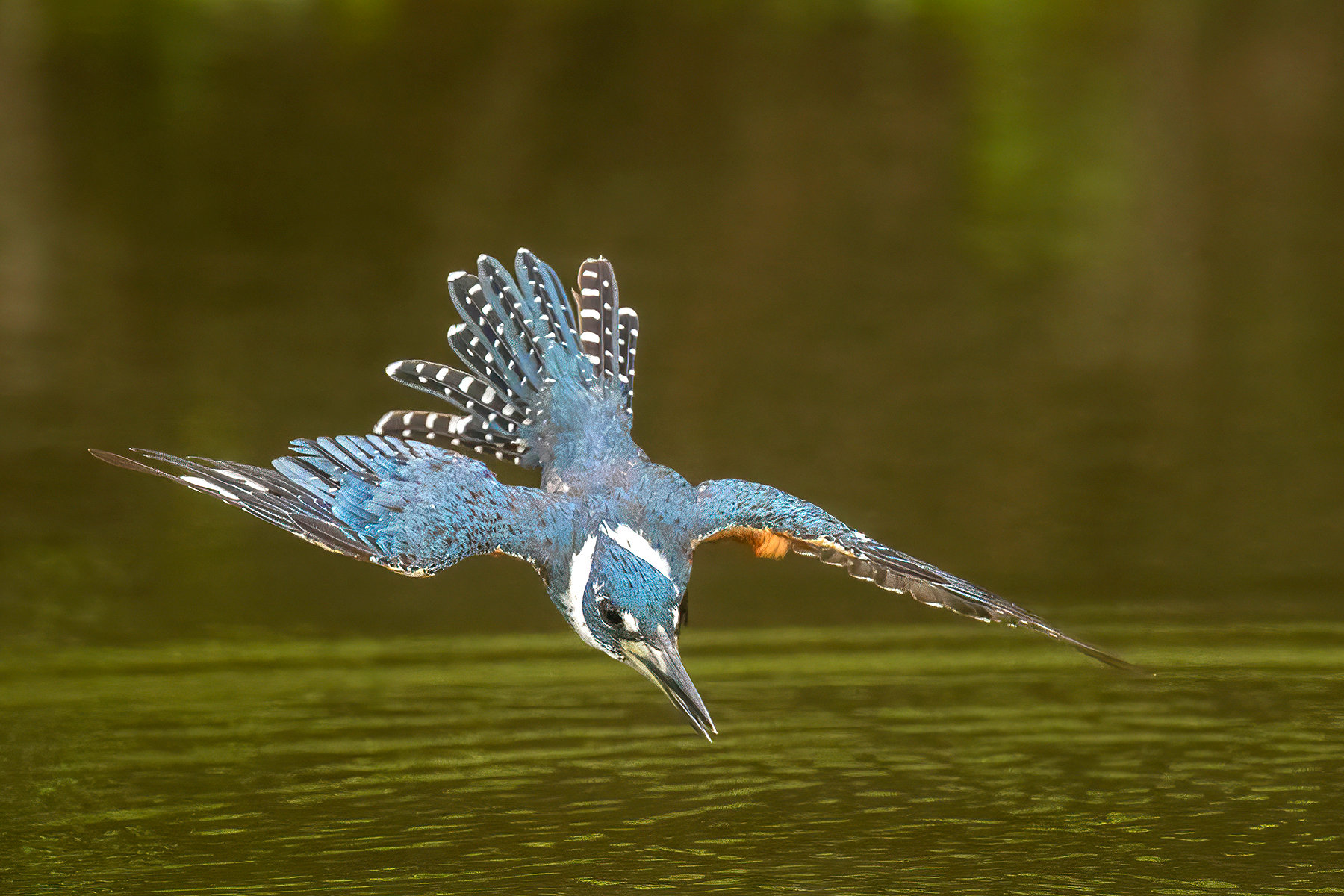 A diving kingfisher - Jim Zuckerman photography & photo tours