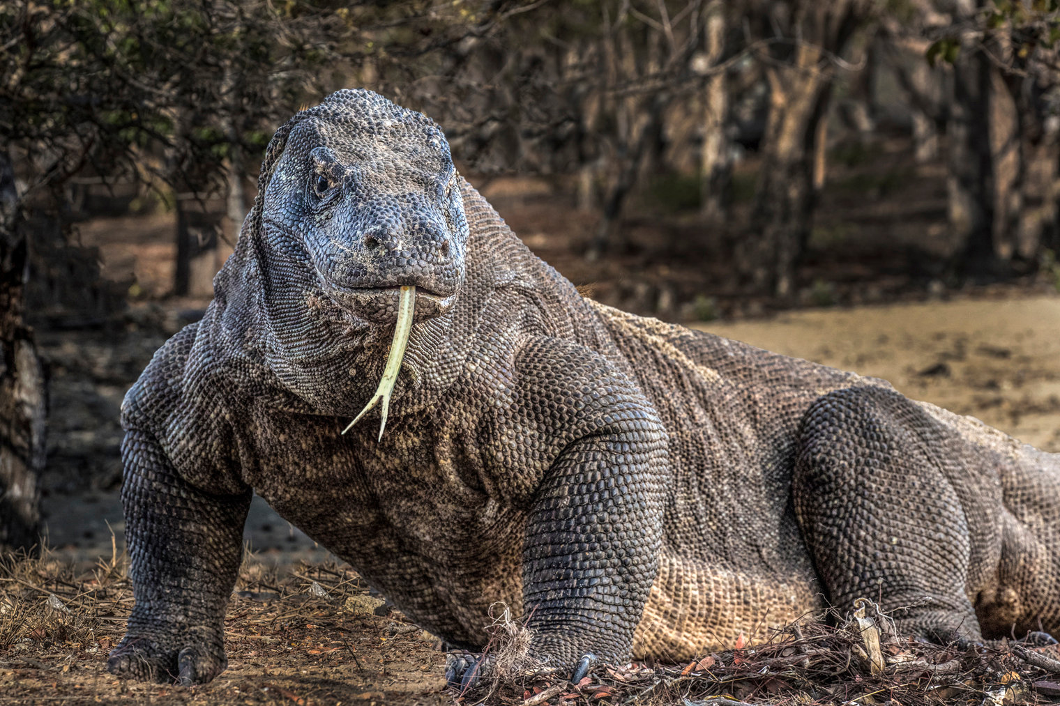 Komodo dragon Jim Zuckerman photography & photo tours