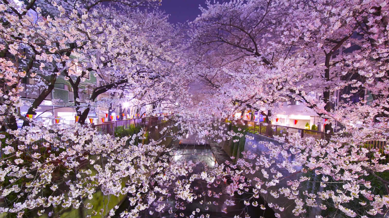 Tokyo Cherry Blossom Tour - Blain Harasymiw Photography