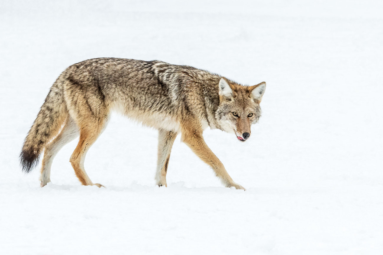 Yellowstone National Park Wildlife Image of Coyote in the snow