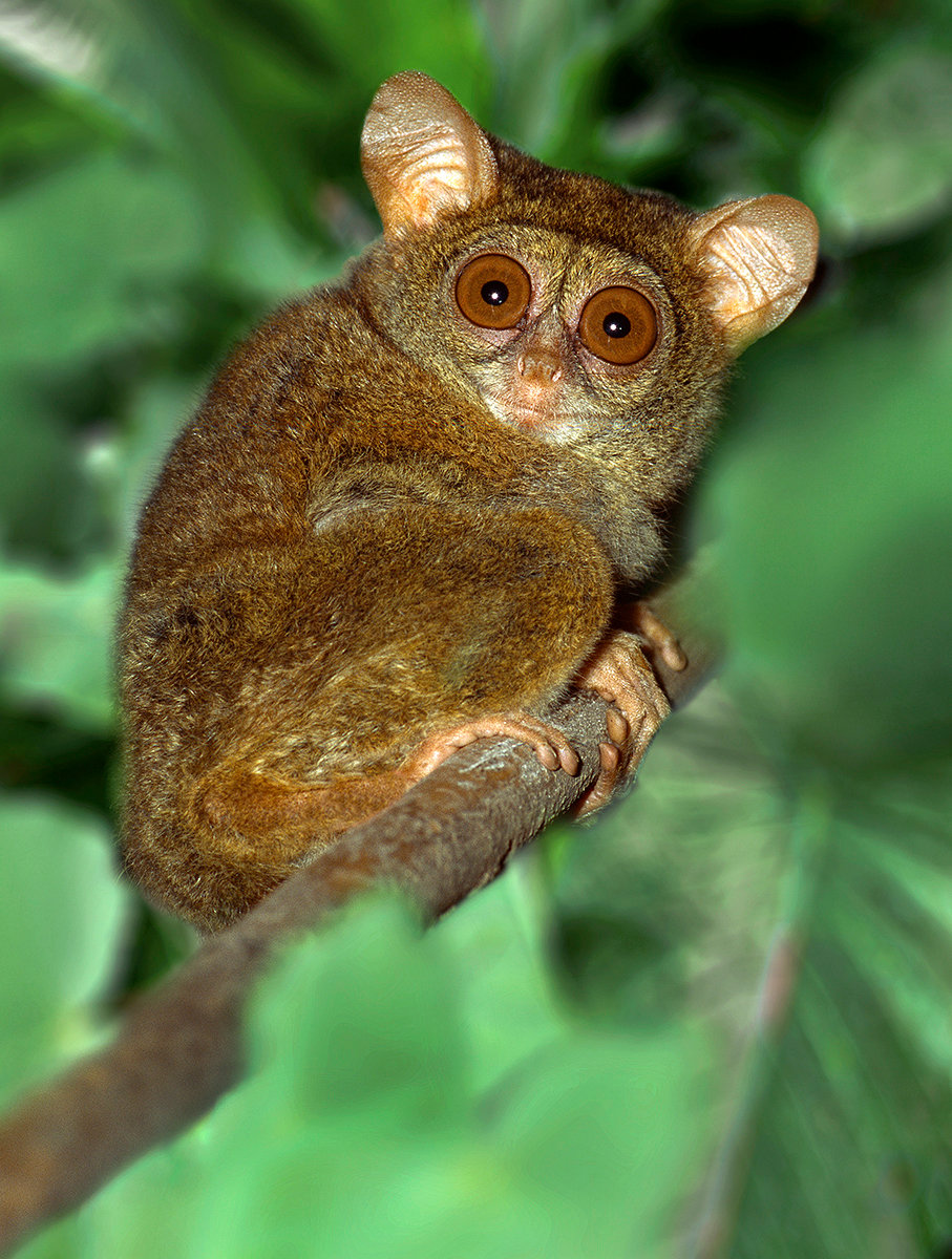 Smallest living primate - Jim Zuckerman photography & photo tours