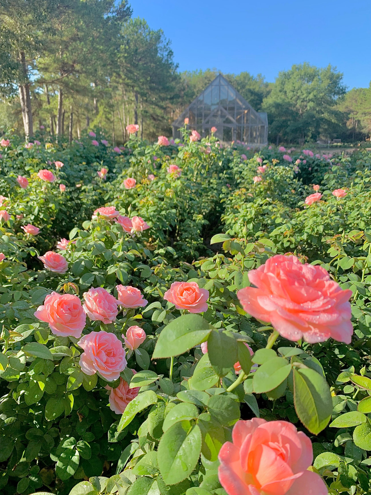 ROSE FARM PORTRAITS Photography by Niki