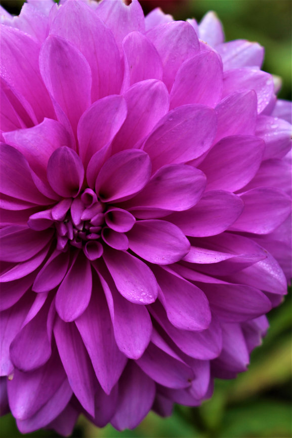 Close-up of a vibrant purple dahlia flower with layered petals.