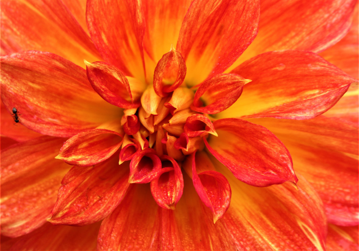 Close-up of a vibrant orange and yellow dahlia flower with detailed petals and a small ant on one petal.