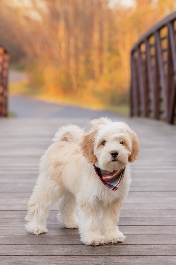 best pet photographer wisconsin, pet photographer near me, pet photography appleton