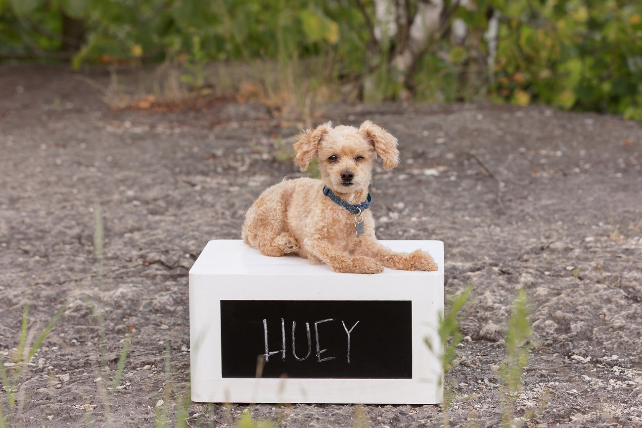 best pet photographer wisconsin, pet photographer near me, pet photography appleton