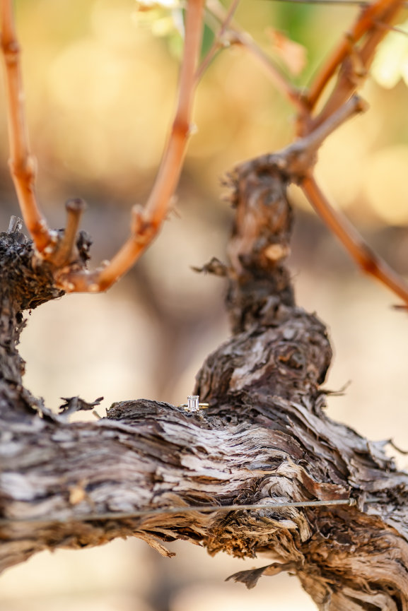 Engagement Ring on grape vines during a photoshoot with Sheila Johnson Studio J Photography