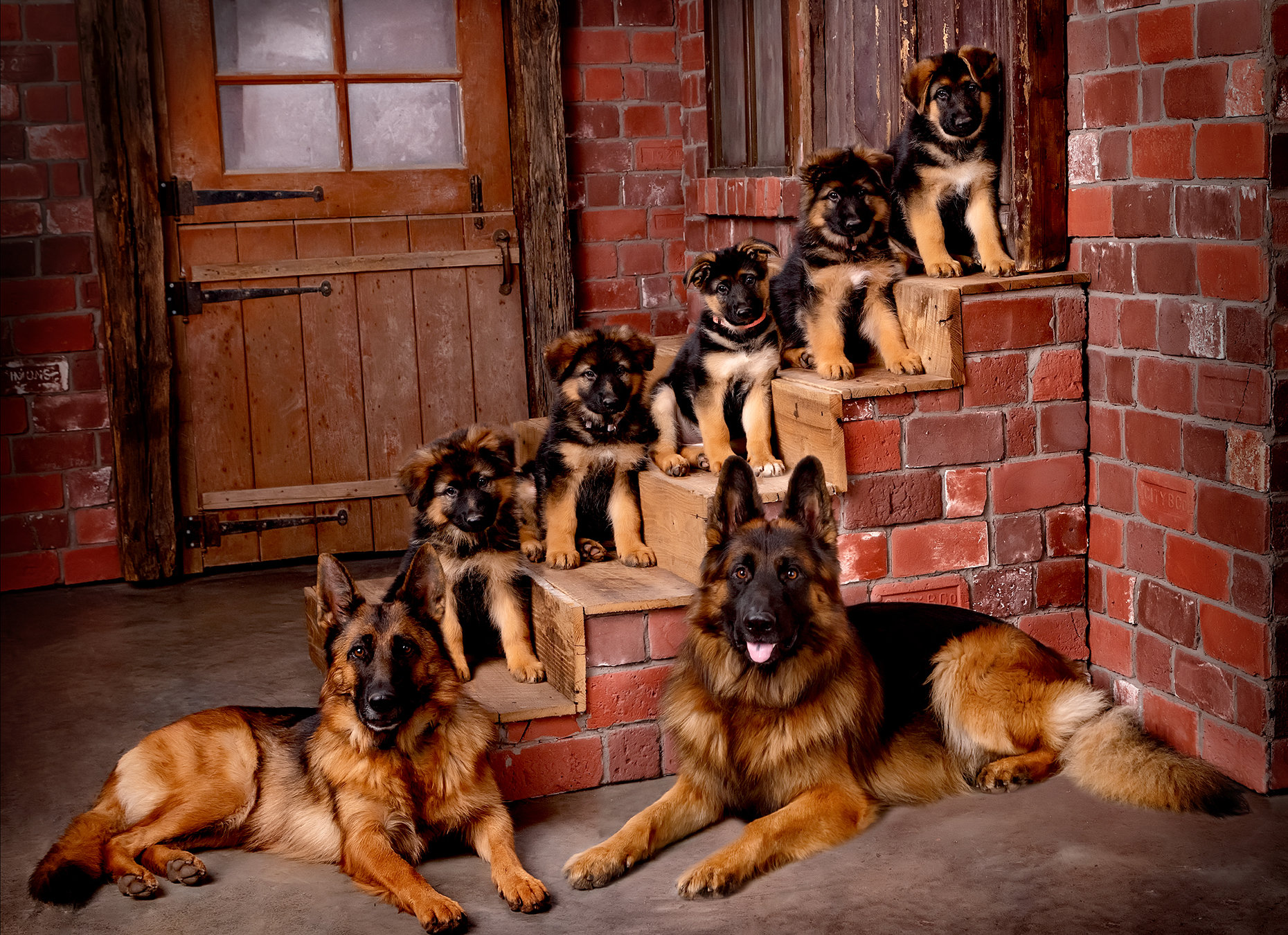PETS - About Faces Photography