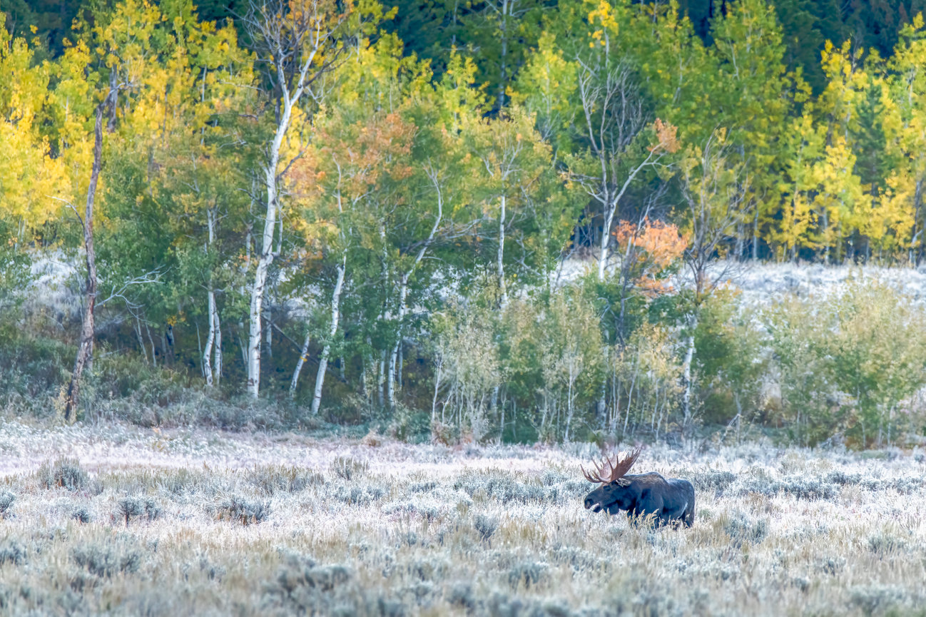 Bull Moose with big rack fall colors Grand Teton National Park