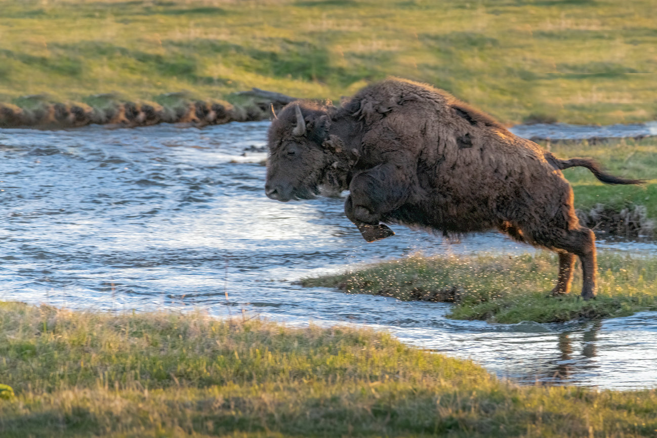 Bison jumping a creek in Lamar Valley Yellowstone National Park
