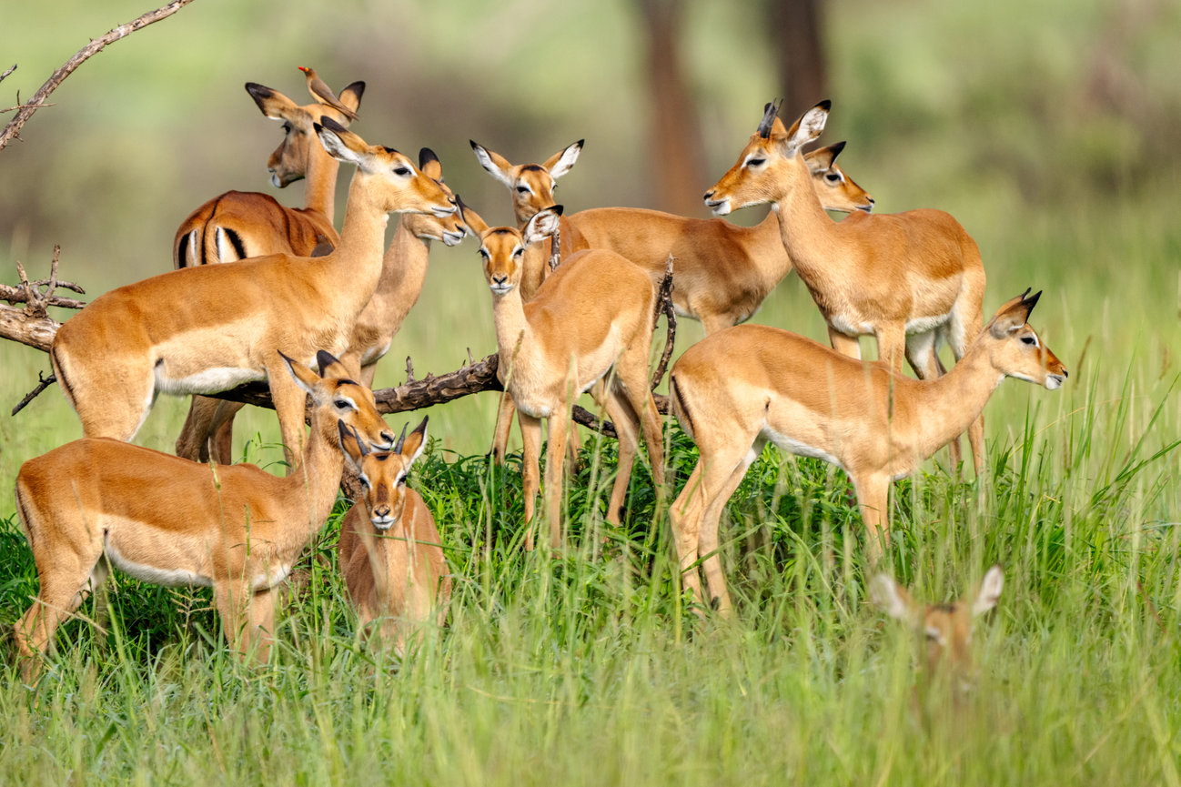Tanzania Africa a her of Gazelle grazing