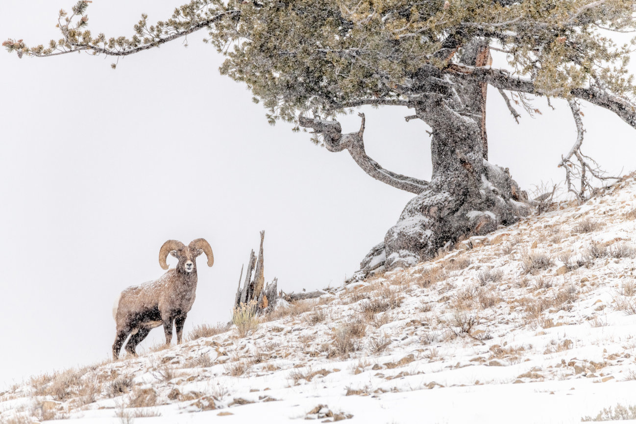 Yellowstone National Park Wildlife Image of Big Horn Sheep in the snow
