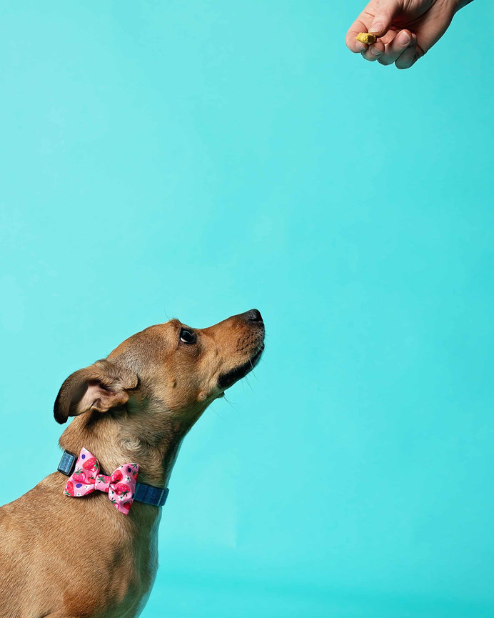 a dachsund mix in a pink bow tie begs for a treat on an ocean blue backdrop