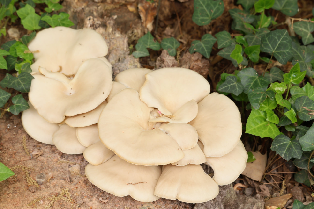 A cluster of pale mushrooms growing at the base of plants.