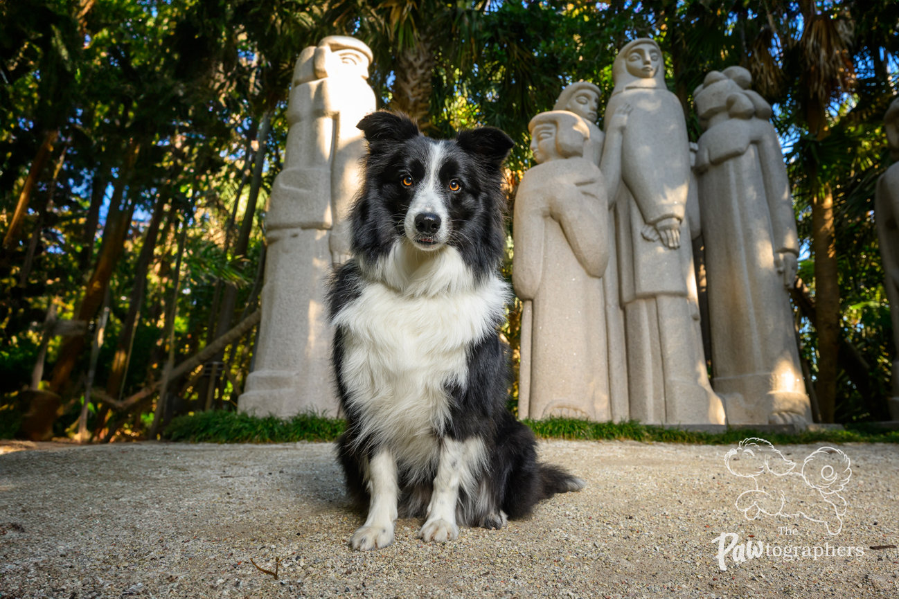 Black and white Border Collie sitting in front of stone statues at the Ann Norton Sculpture Gardens in West Palm Beach, Florida. Outdoor dog photography by The PAWtographers.