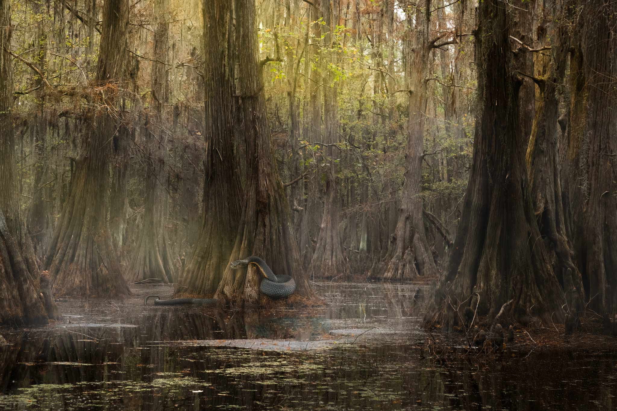 Swamp Snake