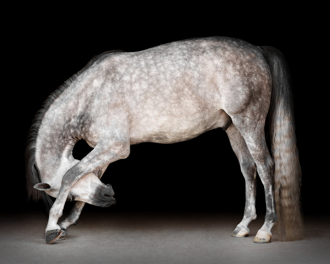 Horse photo of a grey dressage horse bowing on a black background in Nashville, Tennessee.