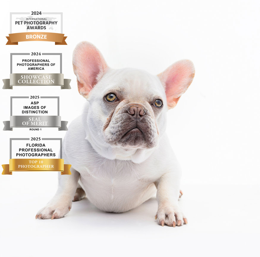 Serious expression from a white French Bulldog photographed against a bright white backdrop. Winner of the Bronze award in the 2024 International Pet Photography Awards.