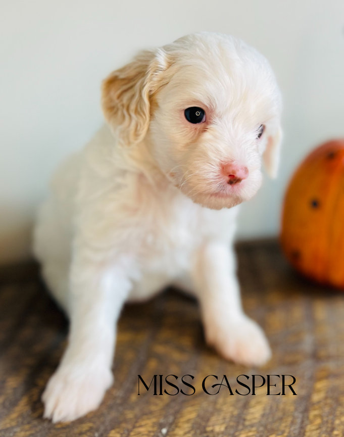 Puppyページです。 Jenkins Puppy Paradise - AKC Shih-Tzu Puppies | Whitwell TN