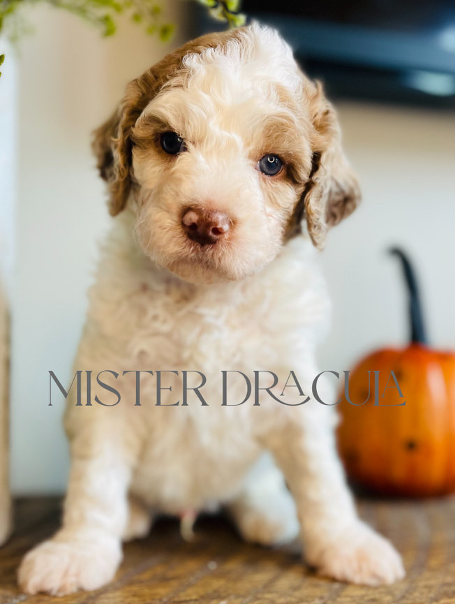 Reserved Puppies - Beltz Hidden View Doodles