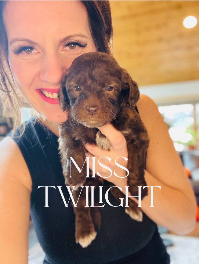 Reserved Puppies - Beltz Hidden View Doodles