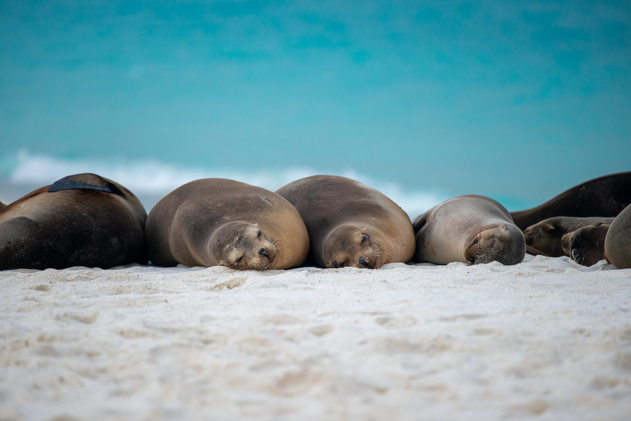 A group of sea lions lying together on the sand with the aqua blue ocean behind them.