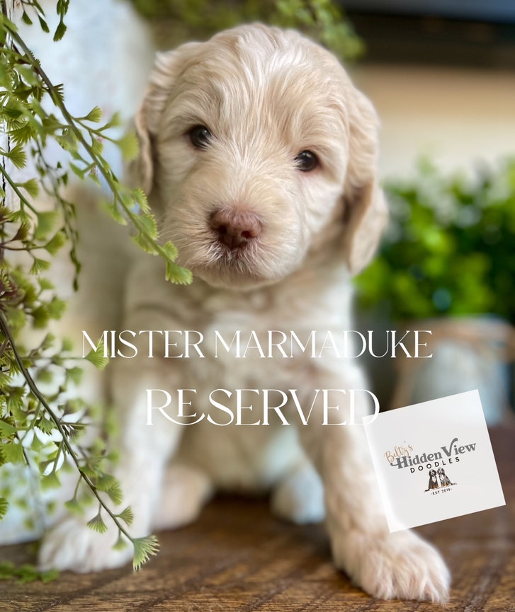 Puppyページです。 Jenkins Puppy Paradise - AKC Shih-Tzu Puppies | Whitwell TN