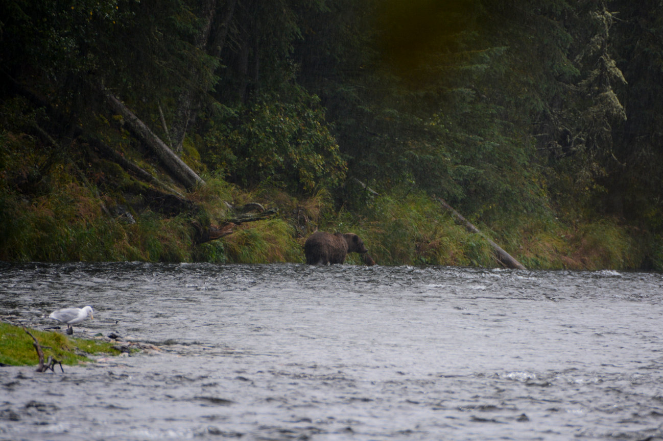 Forest river scene
