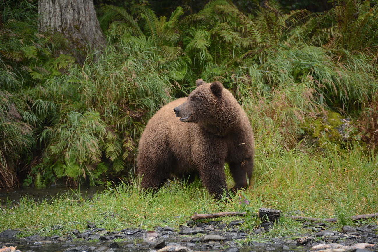 Brown bear standing in a grassy forest clearing near a stream