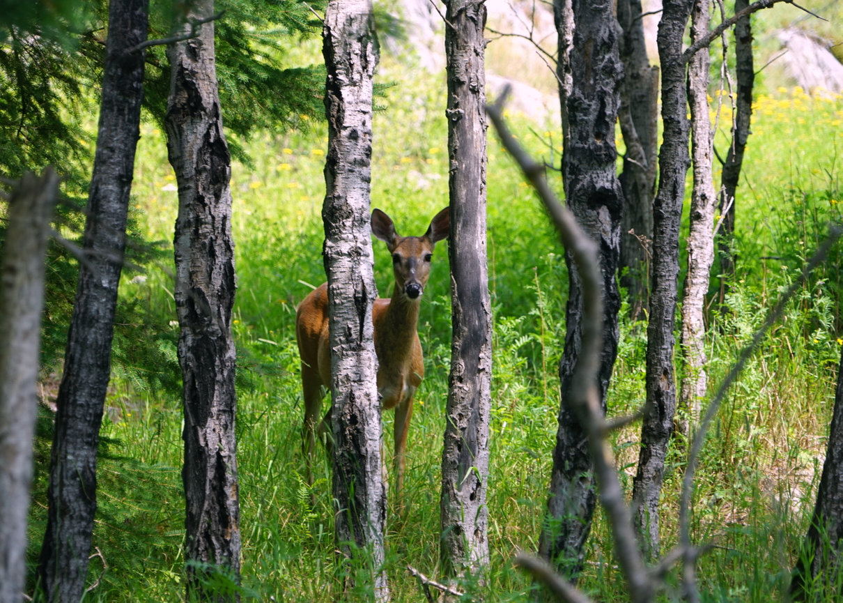 Deer standing behind trees in a green forest