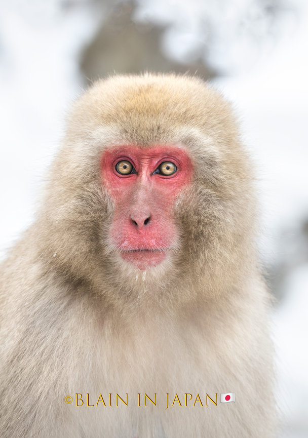 Snow Monkey Photo Tour Japan - Niigata, Nagano, or Anywhere Across