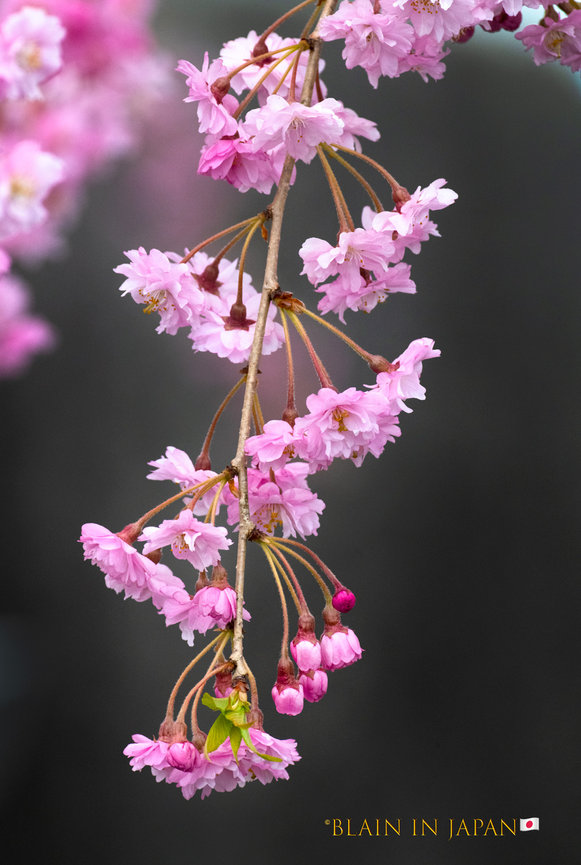 Earliest Cherry Blossoms - Japan Hanami Tour - Blain Harasymiw Photography