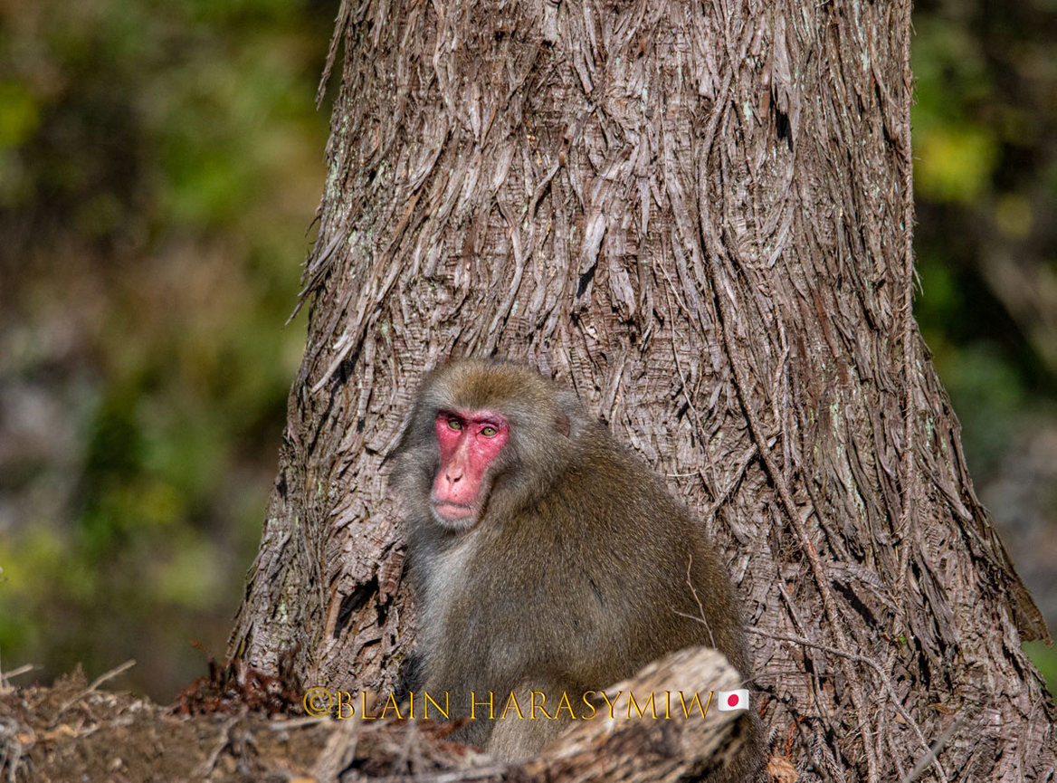 Adventure Filled Summer - Japan Snow Monkey Photo Tour - Blain